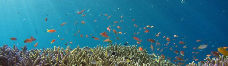 Blue Marine Foundation saves time and money with automatic reporting in Dynamics 365 Business Central | Microsoft Customer Stories